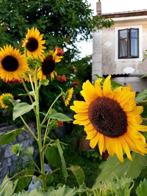 Zelena Oaza Lägenhet Skrljevo Exteriör bild